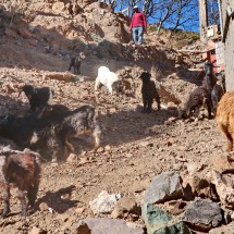 Goats in Imlil